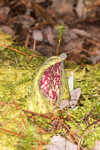 Skunk cabbage